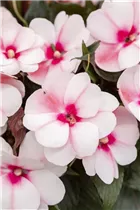 Impatiens neuguinea 'Tamarinda' - Sonnenlieschen 'Tamarinda' Impatiens neuguinea 'Tamarinda' - Sonnenlieschen 'Tamarinda'