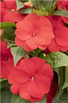 Impatiens neuguinea 'Tamarinda' - Sonnenlieschen 'Tamarinda' Impatiens neuguinea 'Tamarinda' - Sonnenlieschen 'Tamarinda'