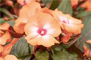 Impatiens neuguinea 'Tamarinda' - Sonnenlieschen 'Tamarinda' Impatiens neuguinea 'Tamarinda' - Sonnenlieschen 'Tamarinda'