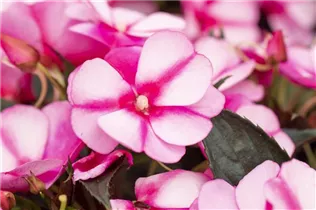 Impatiens neuguinea 'Tamarinda' - Sonnenlieschen 'Tamarinda' Impatiens neuguinea 'Tamarinda' - Sonnenlieschen 'Tamarinda'