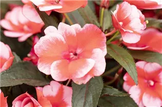 Impatiens neuguinea 'Tamarinda' - Sonnenlieschen 'Tamarinda' Impatiens neuguinea 'Tamarinda' - Sonnenlieschen 'Tamarinda'