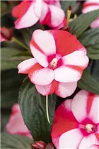 Impatiens neuguinea 'Tamarinda' - Sonnenlieschen 'Tamarinda' Impatiens neuguinea 'Tamarinda' - Sonnenlieschen 'Tamarinda'