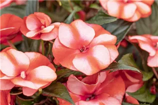 Impatiens neuguinea 'Tamarinda' - Sonnenlieschen 'Tamarinda' Impatiens neuguinea 'Tamarinda' - Sonnenlieschen 'Tamarinda'