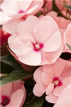 Impatiens neuguinea 'Tamarinda' - Sonnenlieschen 'Tamarinda' Impatiens neuguinea 'Tamarinda' - Sonnenlieschen 'Tamarinda'