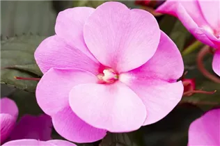 Impatiens neuguinea 'Tamarinda' - Sonnenlieschen 'Tamarinda' Impatiens neuguinea 'Tamarinda' - Sonnenlieschen 'Tamarinda'