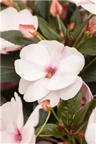 Impatiens neuguinea 'Tamarinda' - Sonnenlieschen 'Tamarinda' Impatiens neuguinea 'Tamarinda' - Sonnenlieschen 'Tamarinda'