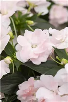 Impatiens neuguinea 'Wild Romance' - Sonnenlieschen 'Wild Romance'