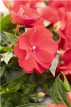 Impatiens neuguinea 'Wild Romance' - Sonnenlieschen 'Wild Romance'