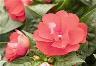 Impatiens neuguinea 'Wild Romance' - Sonnenlieschen 'Wild Romance'
