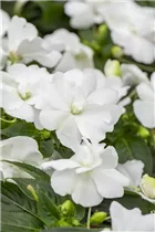 Impatiens neuguinea 'Wild Romance' - Sonnenlieschen 'Wild Romance'