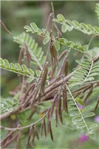 Indigofera heterantha - Falscher Indigostrauch Indigofera heterantha - Falscher Indigostrauch