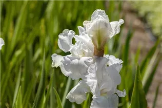 Iris x germanica 'Cliffs of Dover' - Hohe Bart-Iris