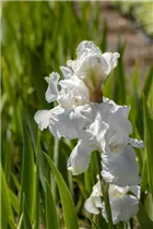 Iris x germanica 'Cliffs of Dover' - Hohe Bart-Iris