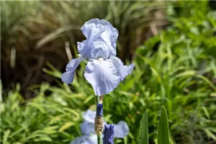 Iris x germanica 'Jane Phillips' - Hohe Bartiris 'Jane Phillips'