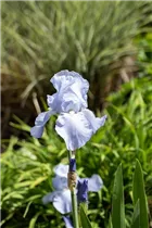 Iris x germanica 'Jane Phillips' - Hohe Bartiris 'Jane Phillips'