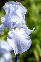 Iris x germanica 'Jane Phillips' - Hohe Bartiris 'Jane Phillips'