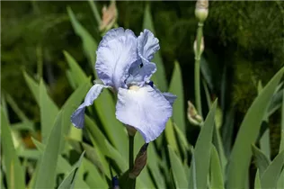 Iris x germanica 'Jane Phillips' - Hohe Bartiris 'Jane Phillips'