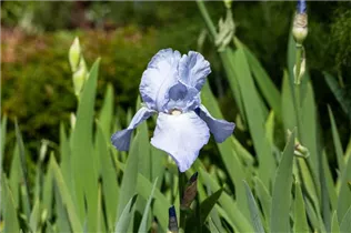 Iris x germanica 'Jane Phillips' - Hohe Bartiris 'Jane Phillips'