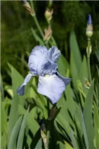 Iris x germanica 'Jane Phillips' - Hohe Bartiris 'Jane Phillips'