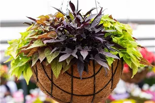 Ipomoea batatas 'Bright Ideas Black' - Dekorative Süßkartoffel 'Bright Ideas Black' Ipomoea batatas 'Bright Ideas Black' - Dekorative Süßkartoffel 'Bright Ideas Black'