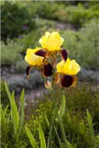 Iris x germanica 'Ola Kala' - Hohe Garten-Schwertlilie