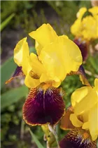 Iris x germanica 'Ola Kala' - Hohe Garten-Schwertlilie