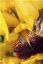 Iris x germanica 'Ola Kala' - Hohe Garten-Schwertlilie