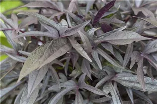 Ipomoea batatas 'Midnight Lace'(s) - Zier-Süßkartoffel Ipomoea batatas 'Midnight Lace'(s) - Zier-Süßkartoffel