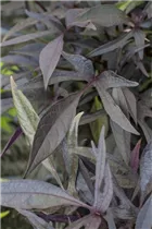 Ipomoea batatas 'Midnight Lace'(s) - Zier-Süßkartoffel Ipomoea batatas 'Midnight Lace'(s) - Zier-Süßkartoffel