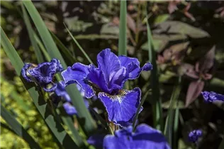 Iris x germanica, blau - Hohe Bartiris