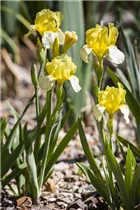 Iris x germanica - Hohe Bart-Iris