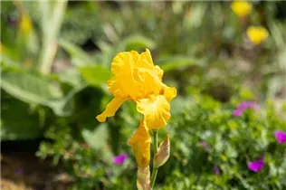 Iris x germanica, gelb - Hohe Bartiris