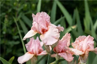 Iris x germanica, rosa - Hohe Bartiris