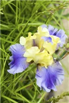 Iris barbata-nana - Zwerg-Iris