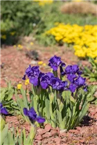 Iris barbata-nana - Zwerg-Iris