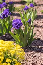 Iris barbata-nana - Zwerg-Iris