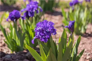 Iris barbata-nana - Zwerg-Iris