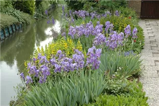 Iris x germanica, violett - Hohe Bartiris