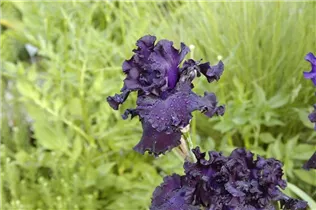 Iris x germanica, violett - Hohe Bartiris