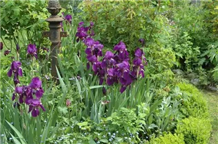 Iris x germanica, violett - Hohe Bartiris