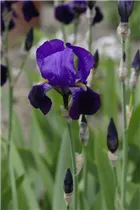 Iris x germanica, violett - Hohe Bartiris
