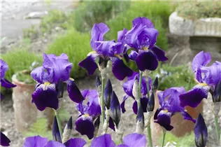Iris x germanica, violett - Hohe Bartiris