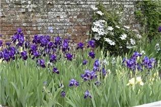 Iris x germanica, violett - Hohe Bartiris