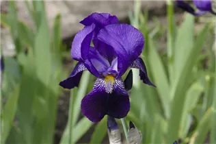 Iris x germanica, violett - Hohe Bartiris