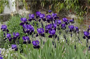 Iris x germanica, violett - Hohe Bartiris