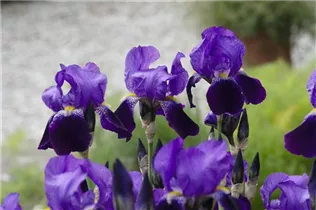 Iris barbata-nana 'Hamburger Nacht' - Zwergige Garten-Schwertlilie 'Hamburger Nacht'