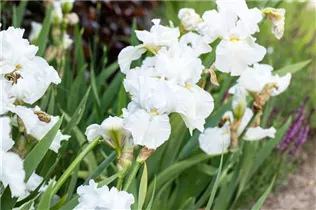 Iris x germanica, weiß - Hohe Bartiris