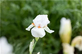 Iris x germanica, weiß - Hohe Bartiris