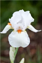 Iris x germanica, weiß - Hohe Bartiris
