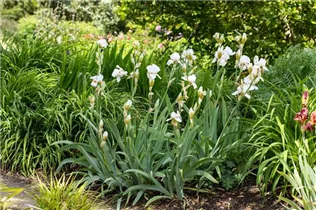 Iris x germanica, weiß - Hohe Bartiris
